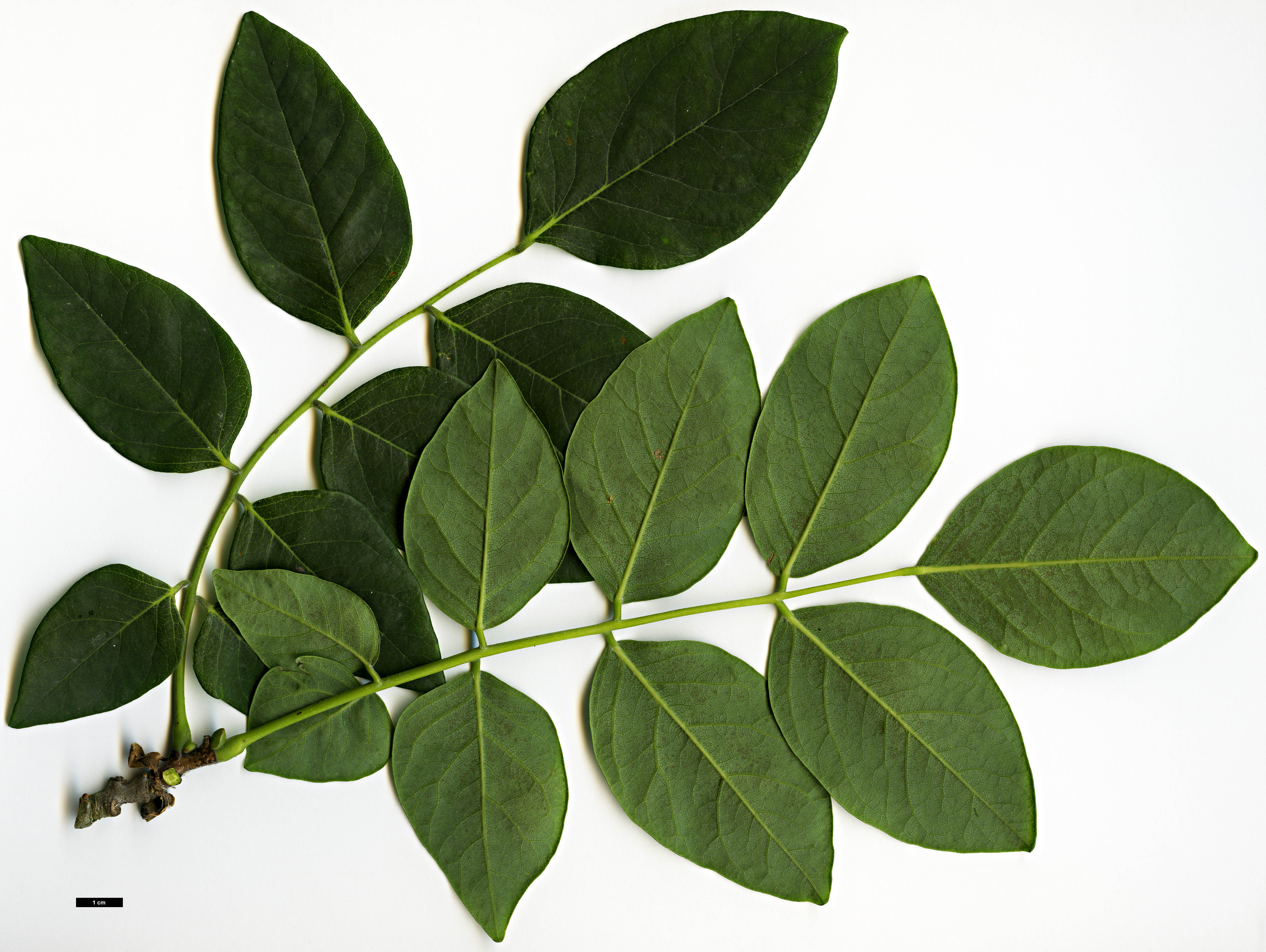 High resolution image: Family: Fabaceae - Genus: Maackia - Taxon: amurensis - SpeciesSub: var. amurensis